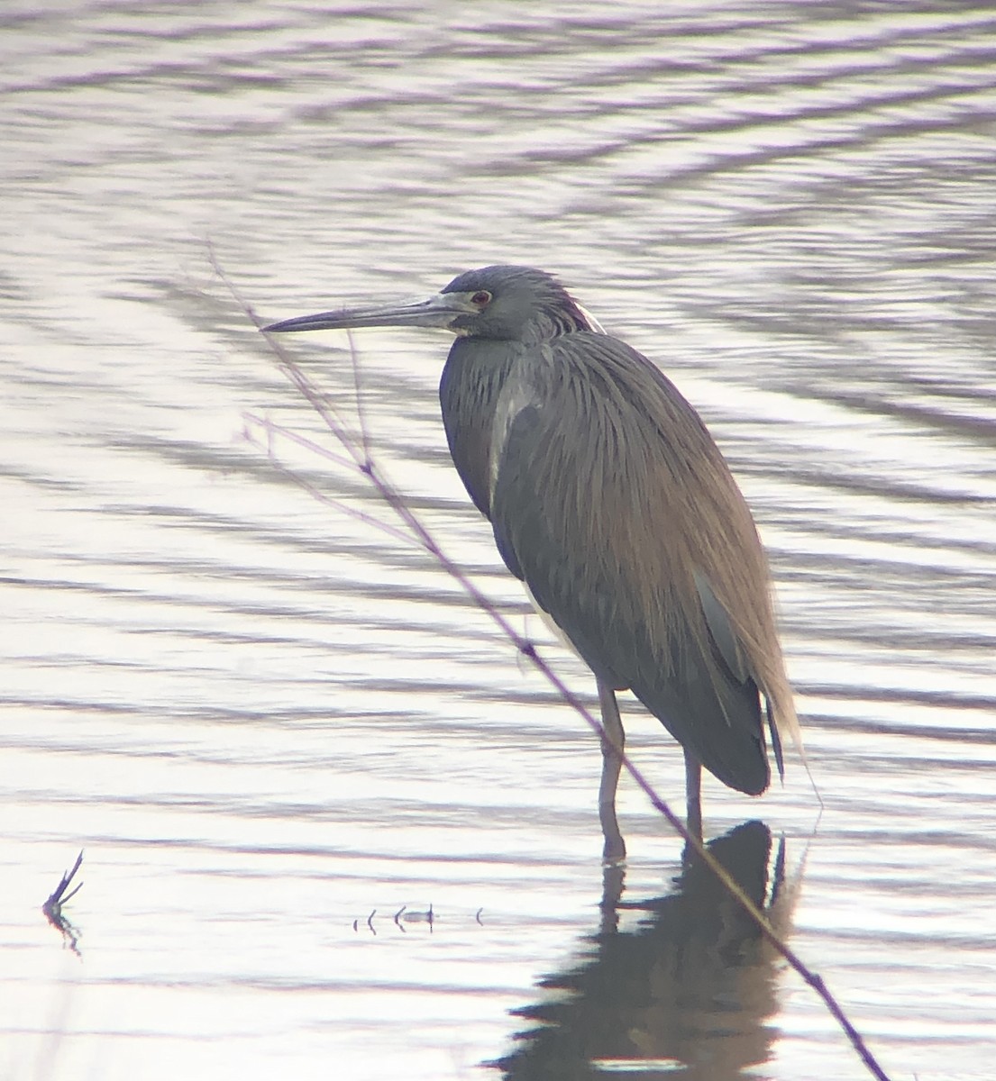 Tricolored Heron - ML616833509