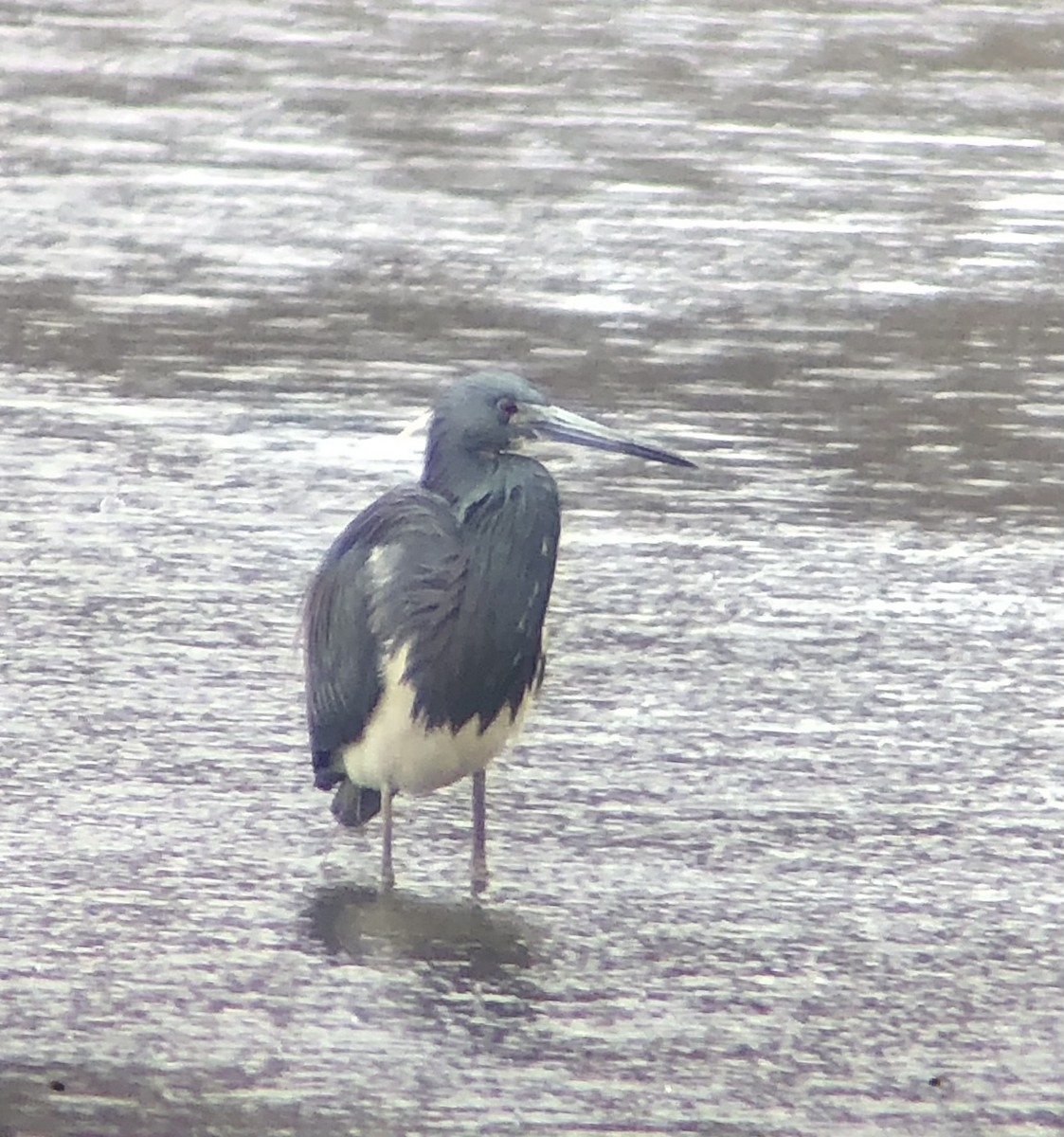 Tricolored Heron - ML616833542