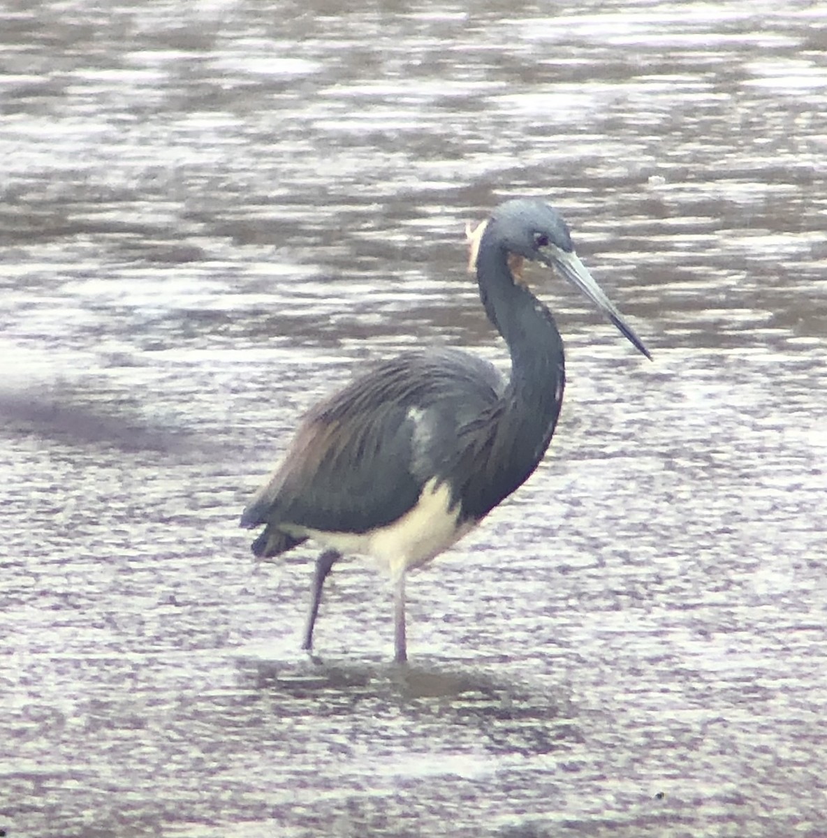 Tricolored Heron - ML616833543