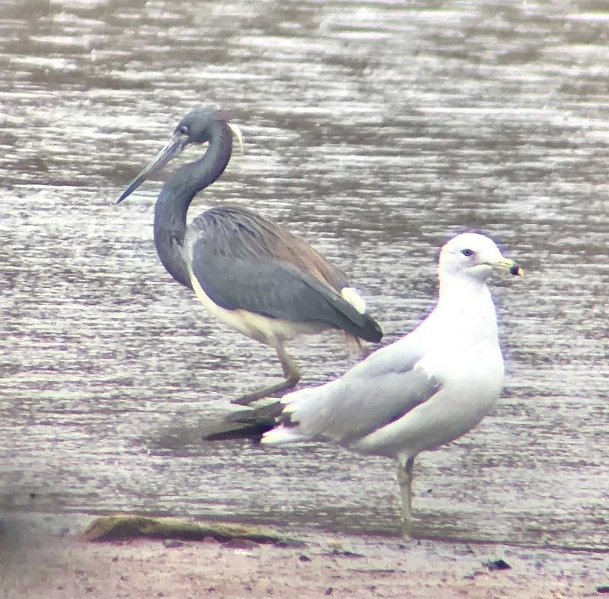 Ring-billed Gull - ML616833563