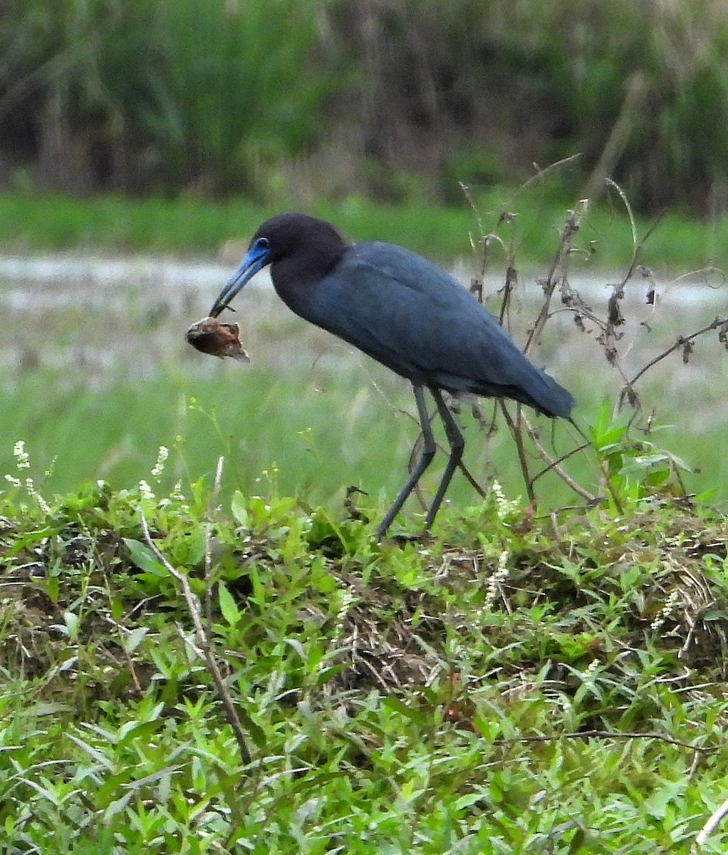 Little Blue Heron - Jay Huner