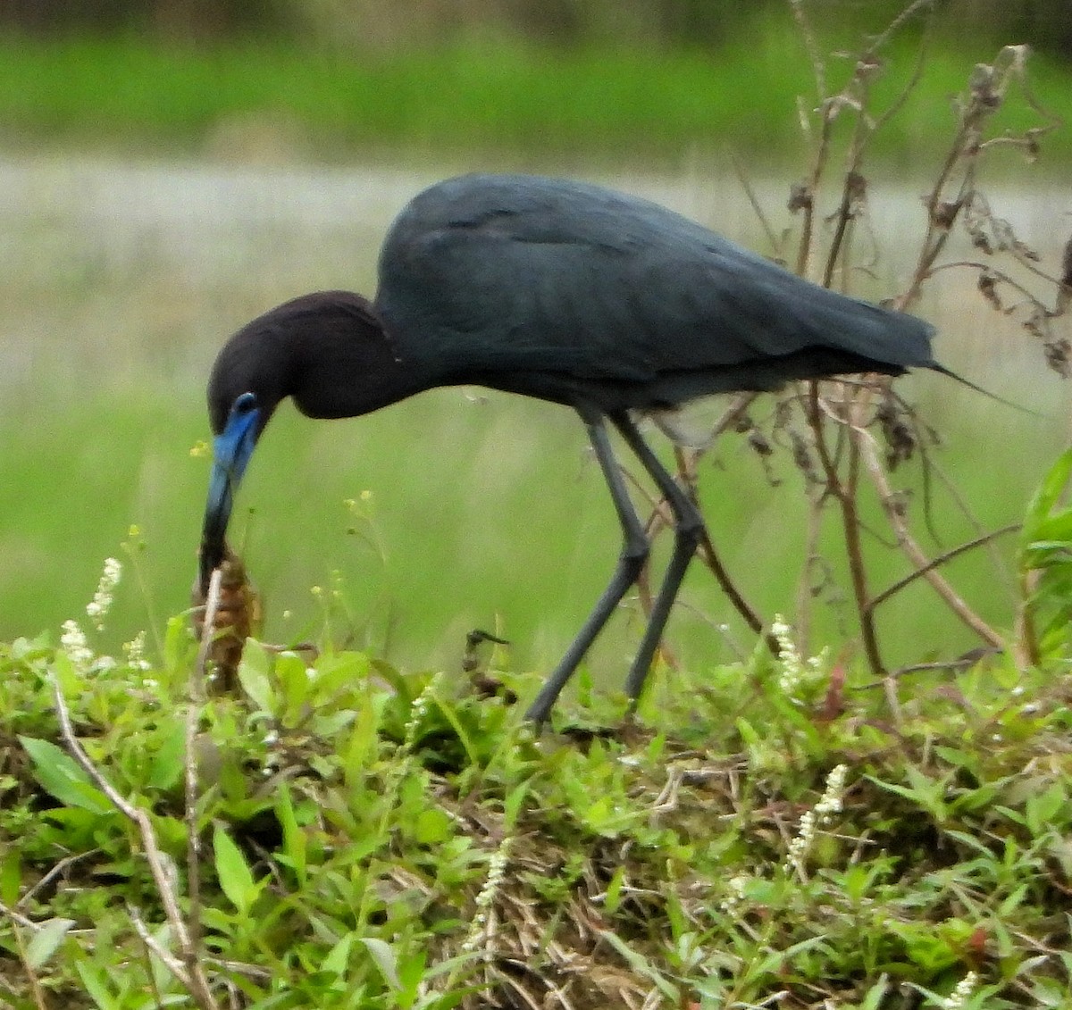 Little Blue Heron - ML616833571