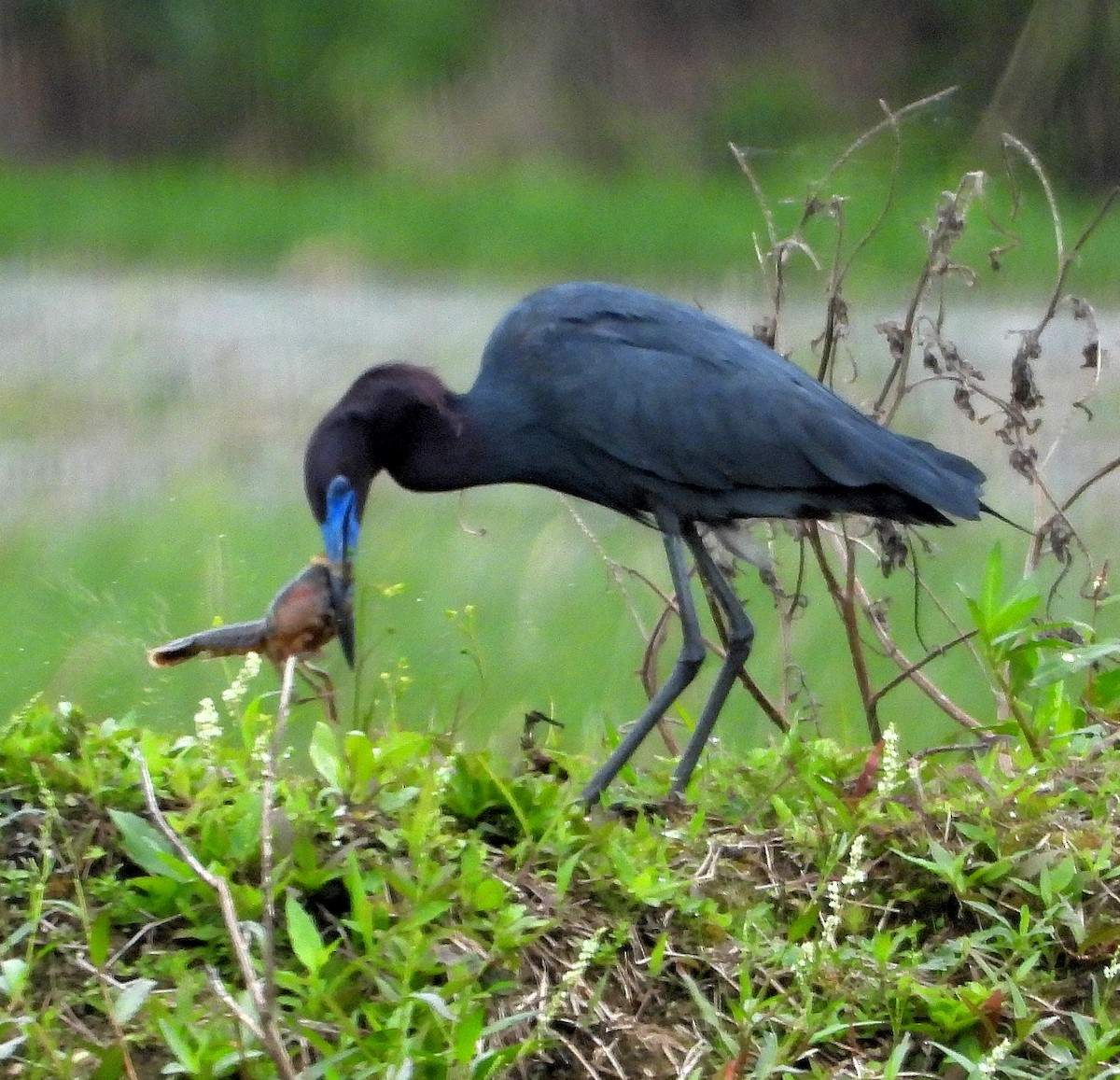 Little Blue Heron - Jay Huner