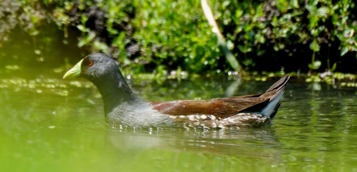 Spot-flanked Gallinule - ML616833576