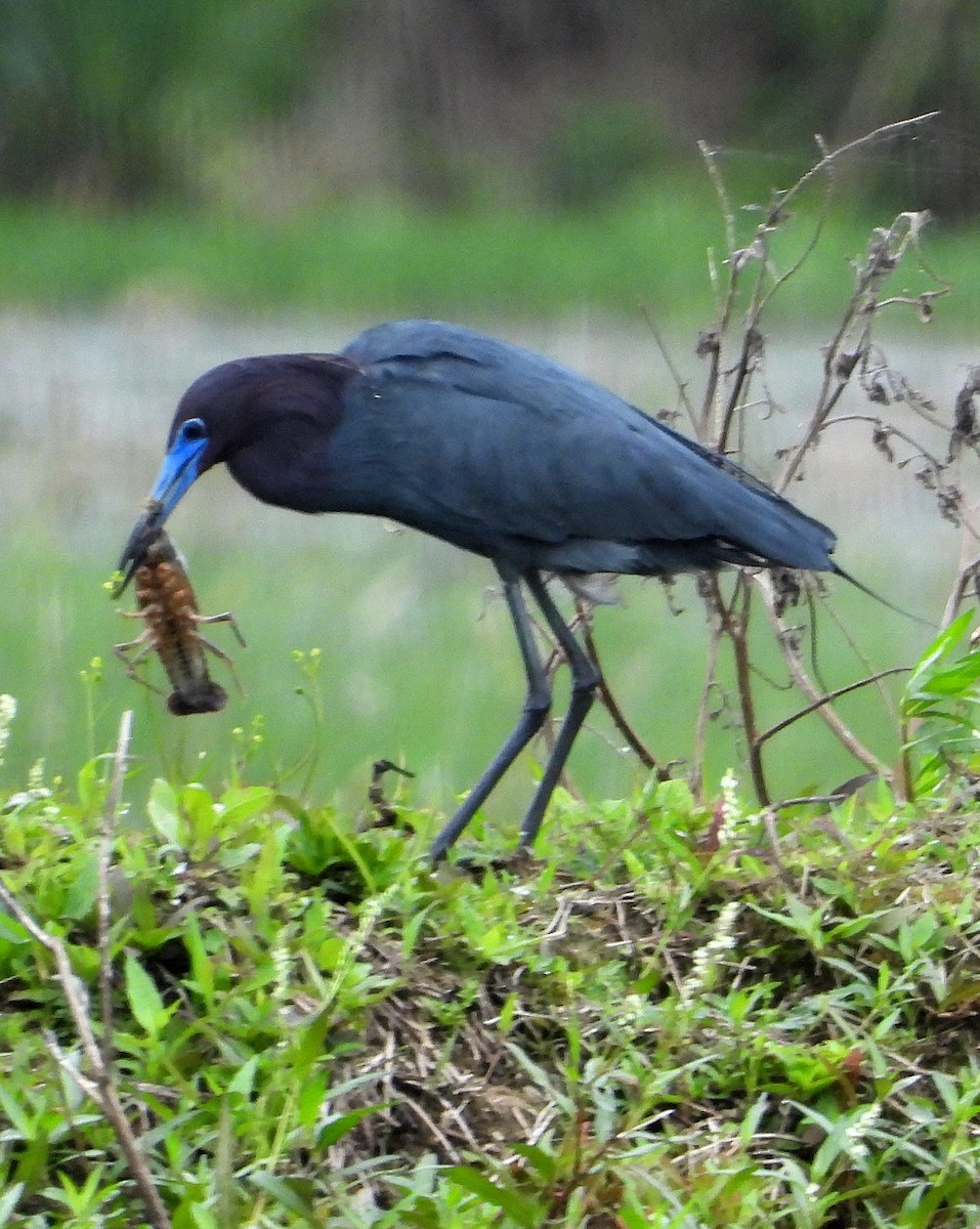 Little Blue Heron - Jay Huner