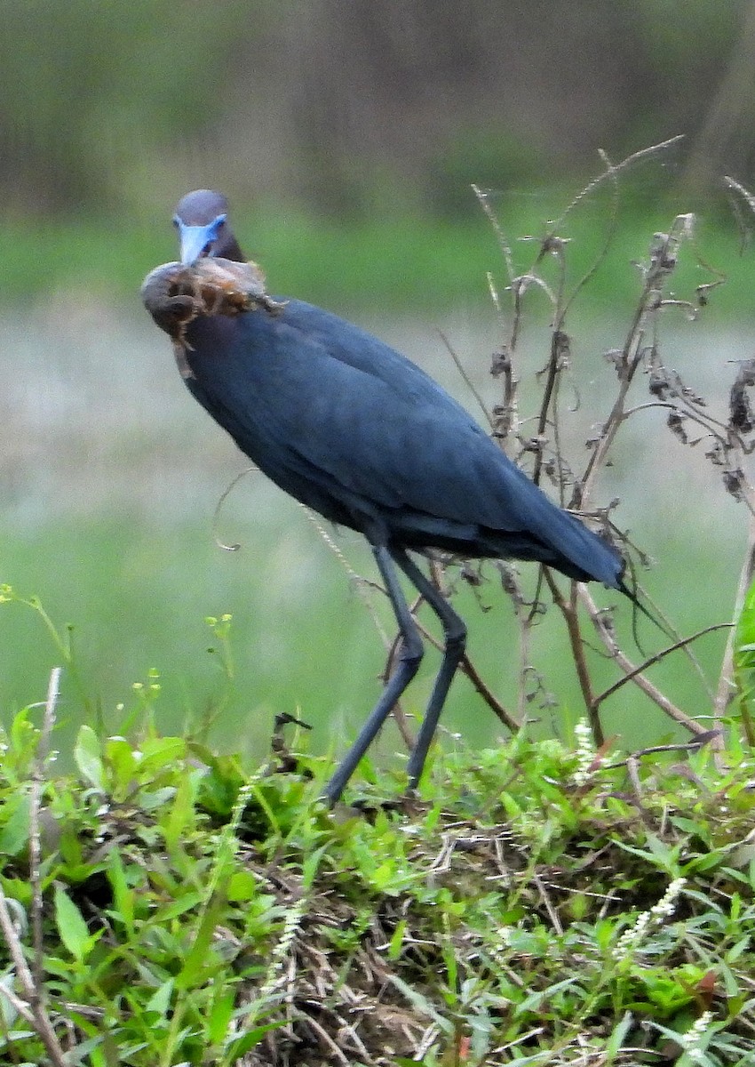 Little Blue Heron - Jay Huner