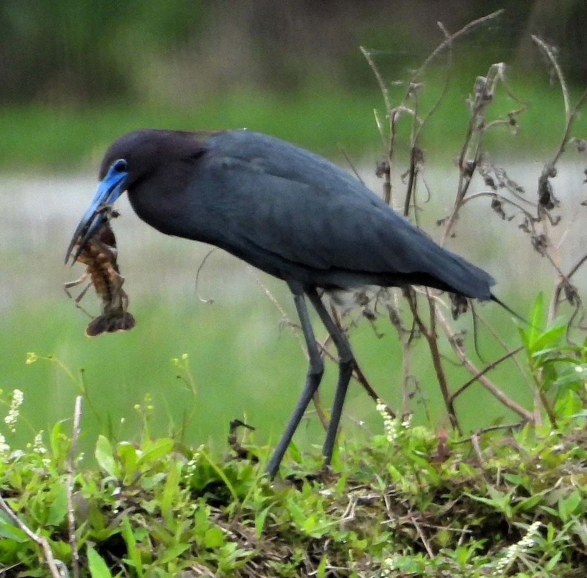 Little Blue Heron - Jay Huner