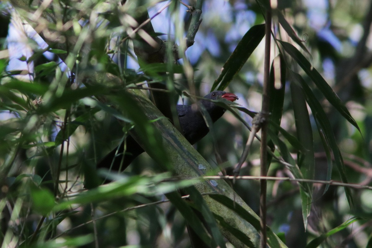 Black-throated Grosbeak - ML616833598