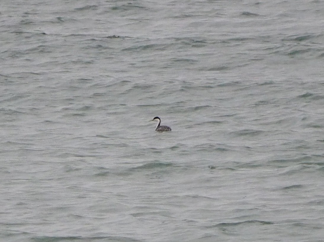 İnce Gagalı Batağan - ML616833698