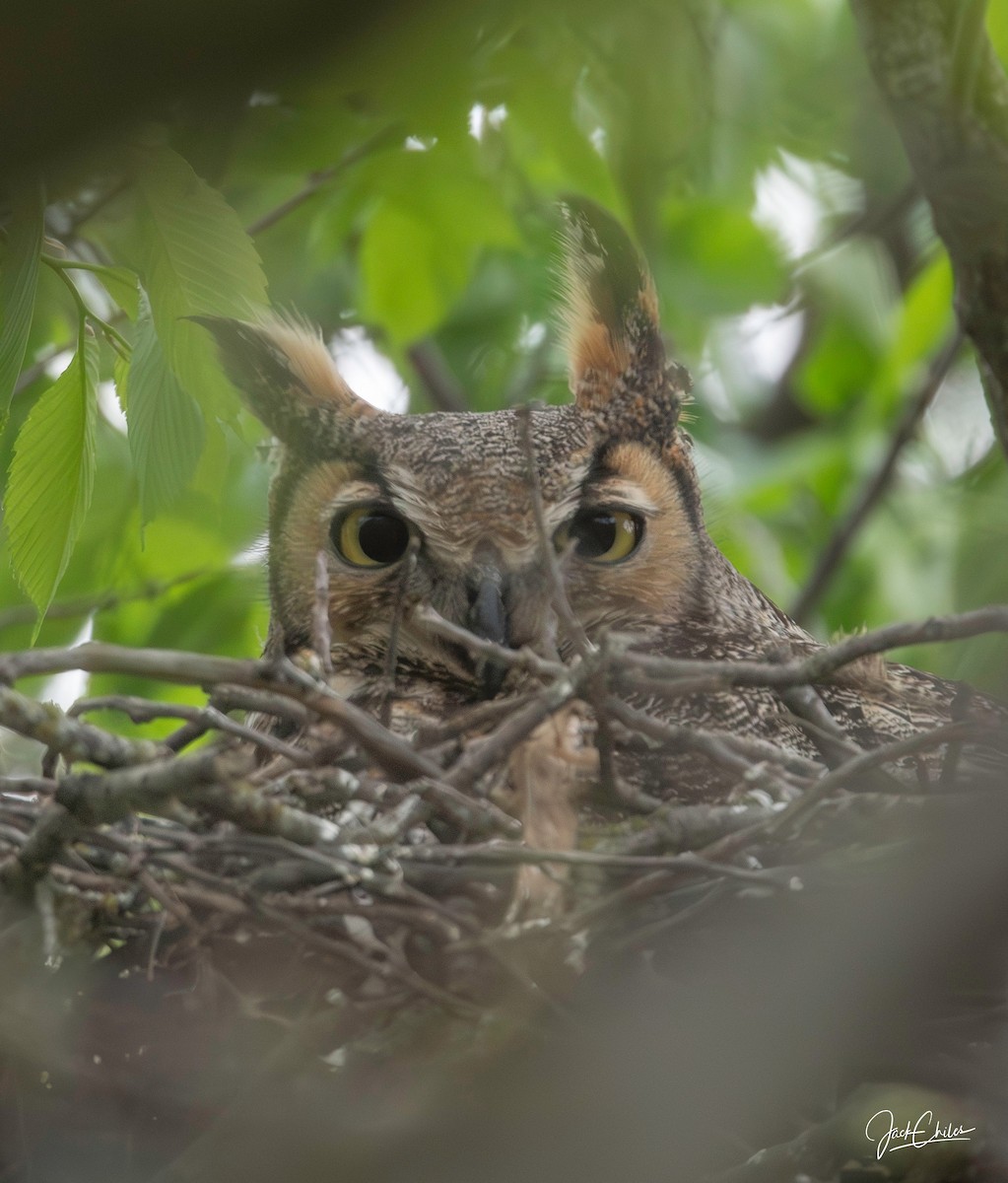 Great Horned Owl - Jack Chiles