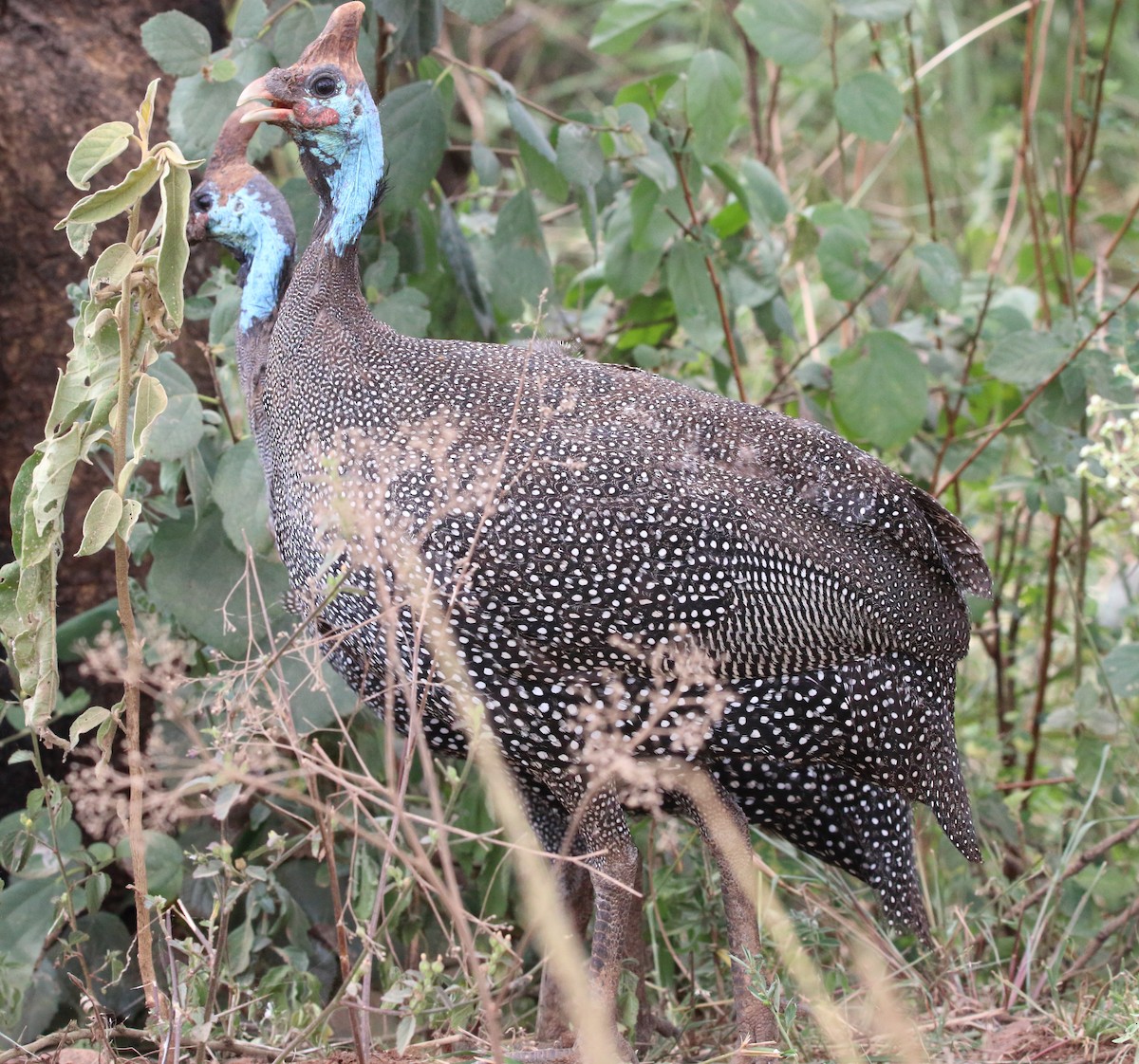 Helmeted Guineafowl - ML616833740