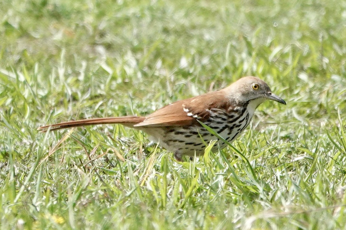 Brown Thrasher - ML616833766