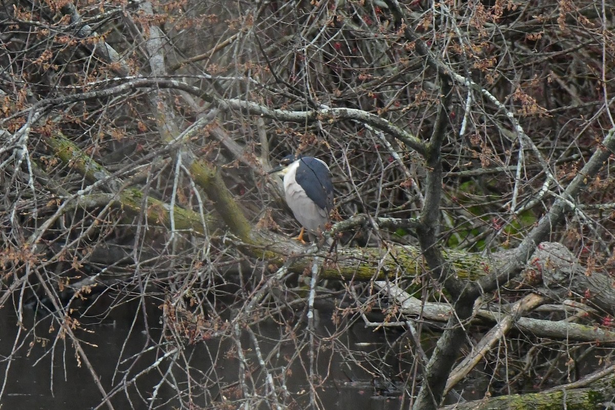 Black-crowned Night Heron - ML616833806