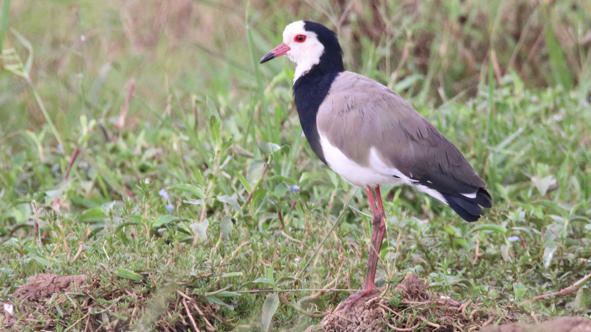 Long-toed Lapwing - Rick Folkening