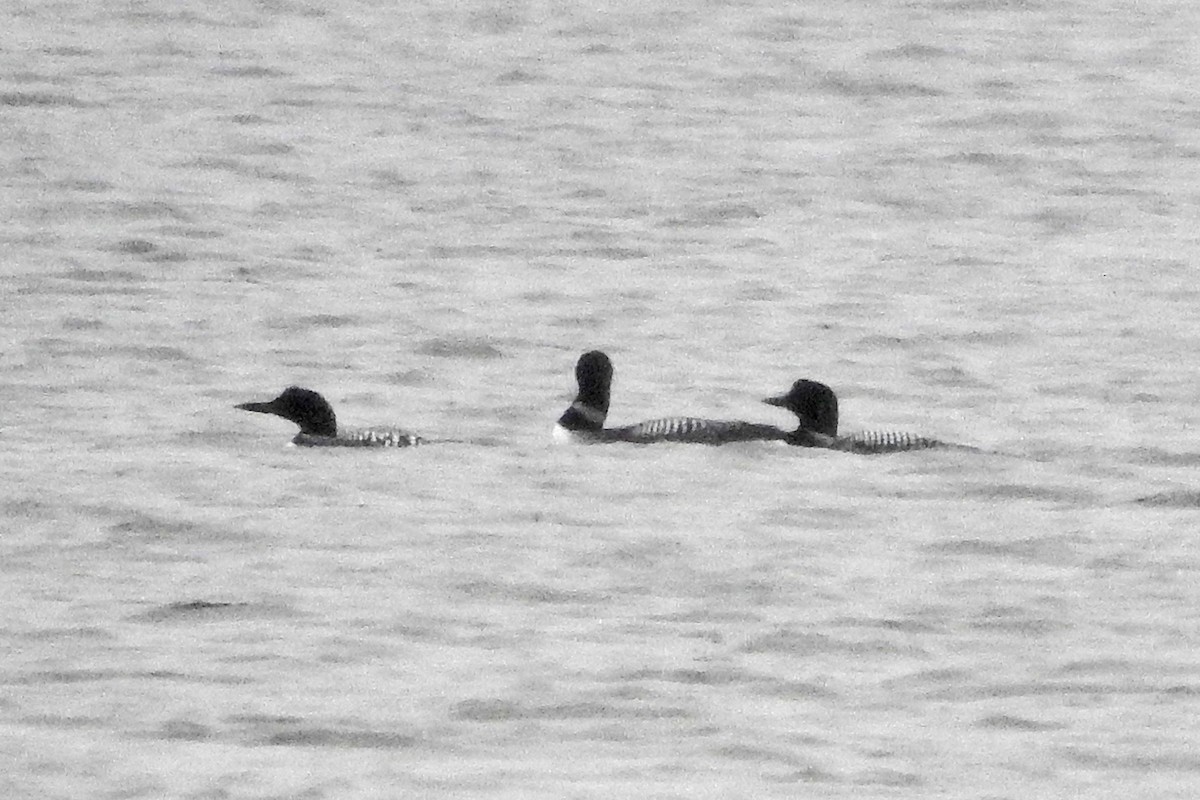 Common Loon - ML616833821
