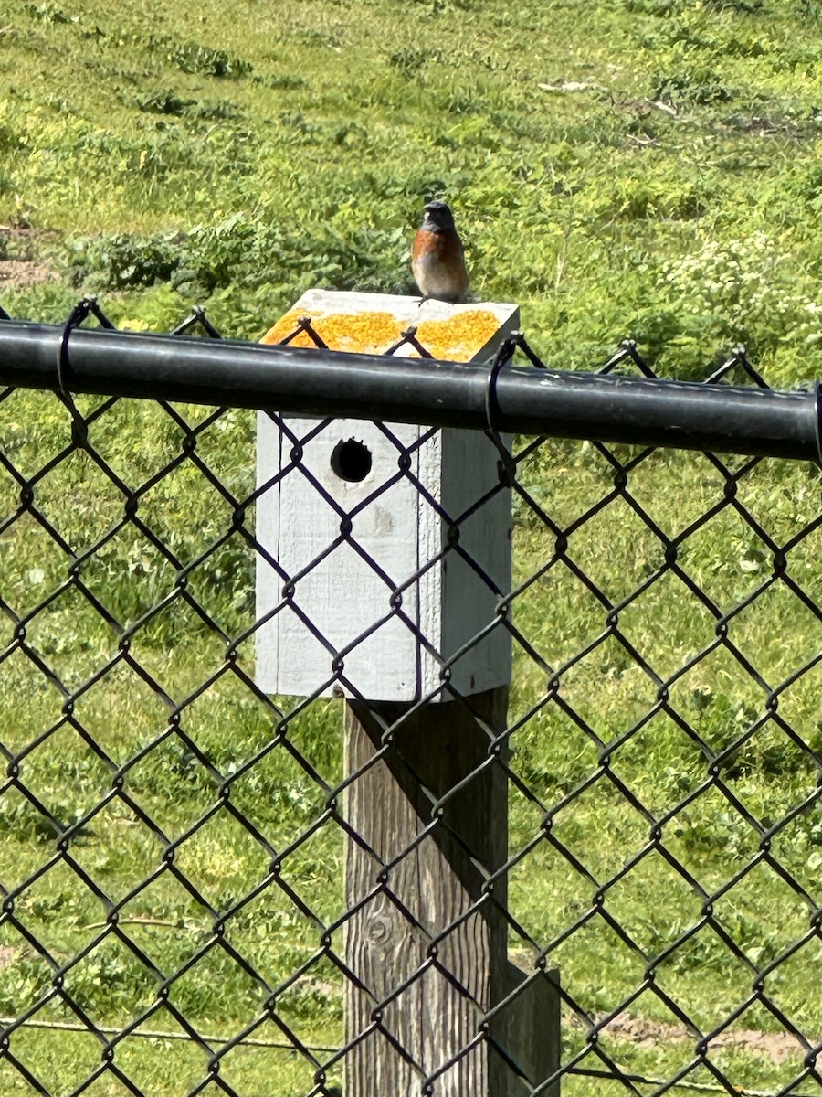 Western Bluebird - ML616833869