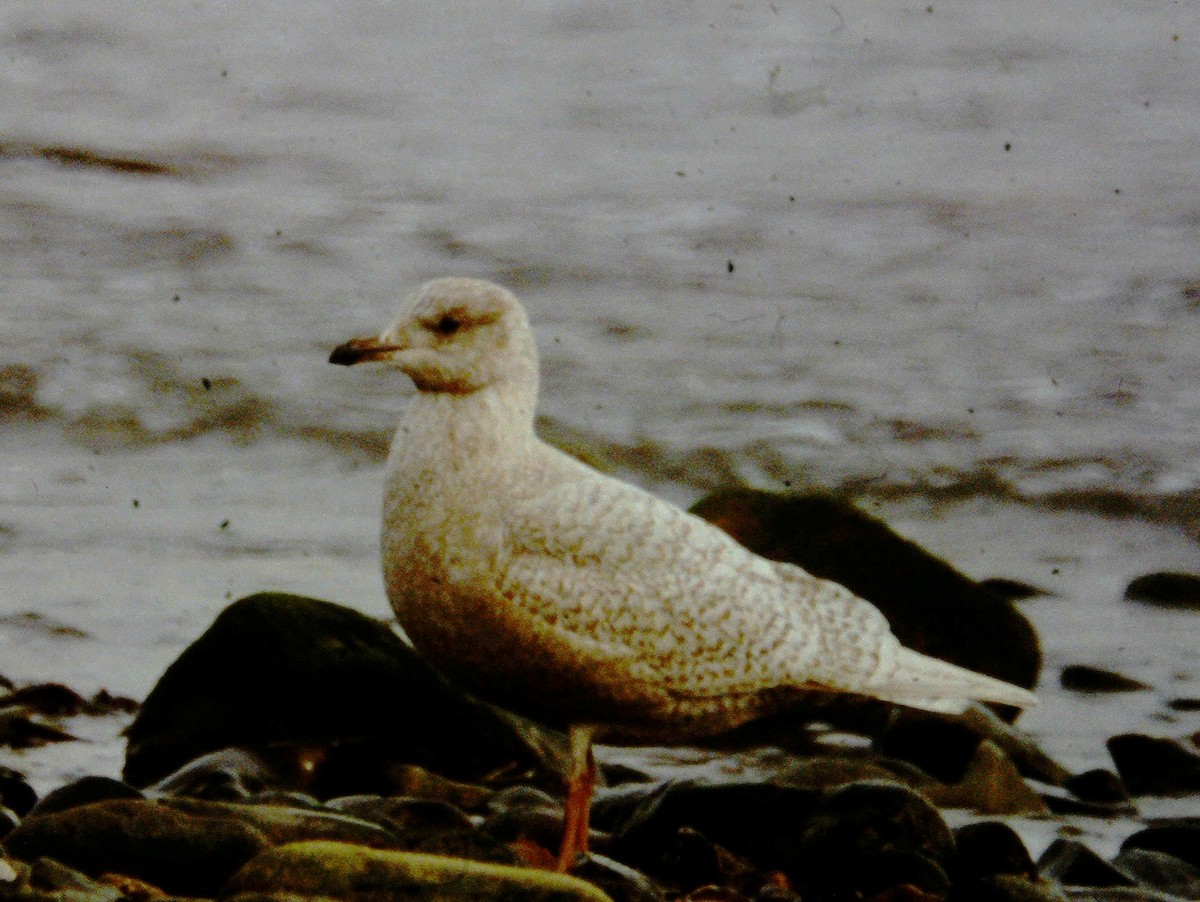 Iceland Gull (kumlieni/glaucoides) - ML616833897