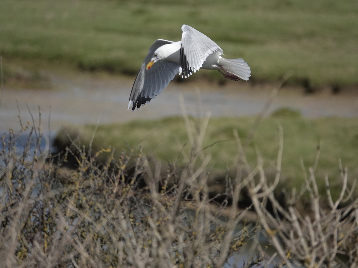 Silbermöwe (argentatus/argenteus) - ML616833899