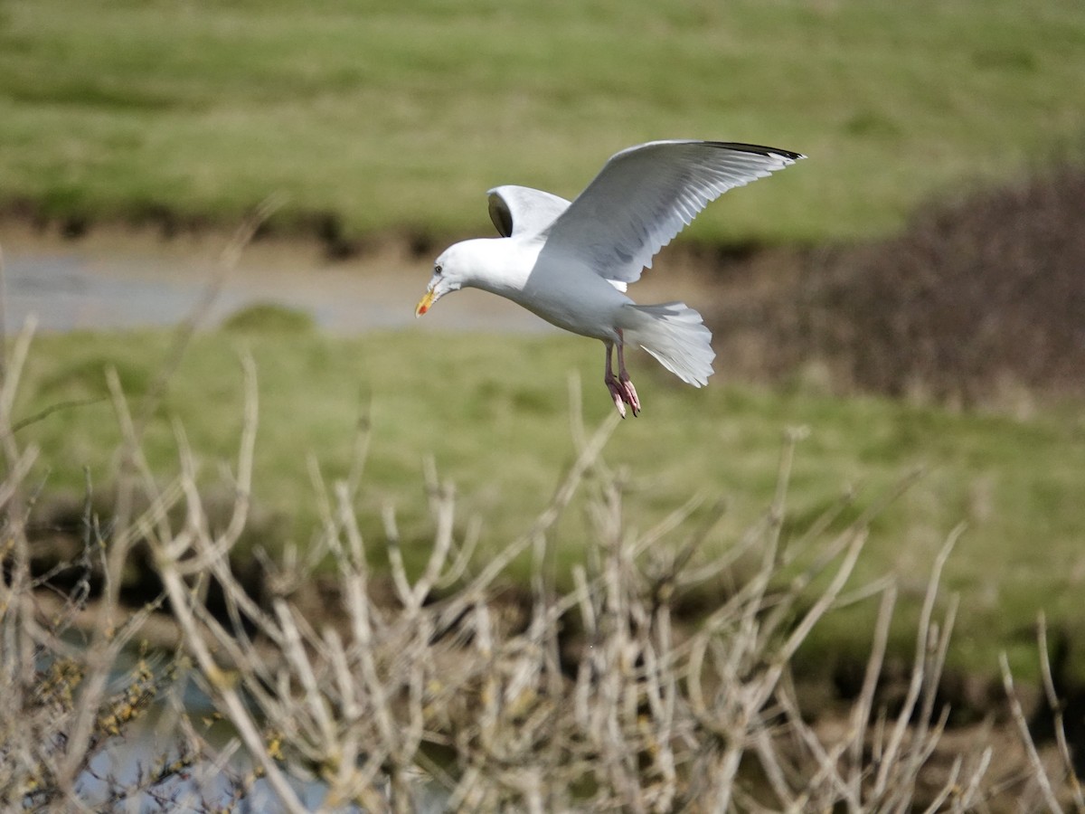 Goéland argenté (argentatus/argenteus) - ML616833900