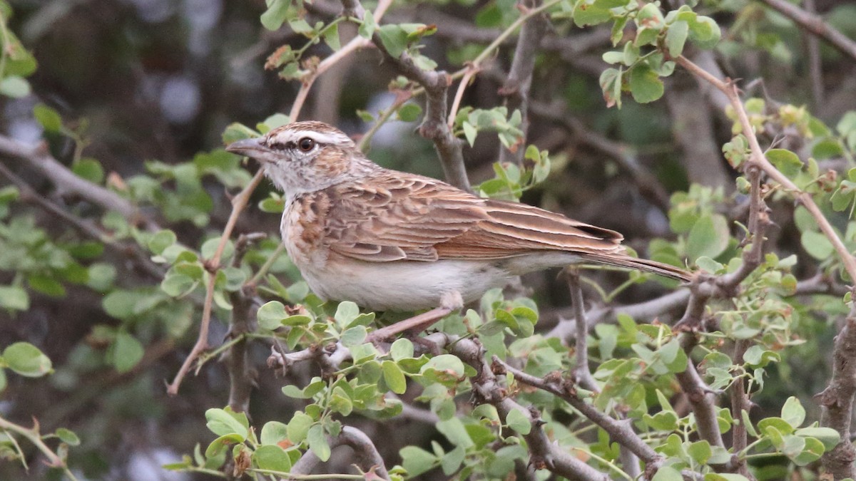 Fawn-colored Lark (Foxy) - ML616833901