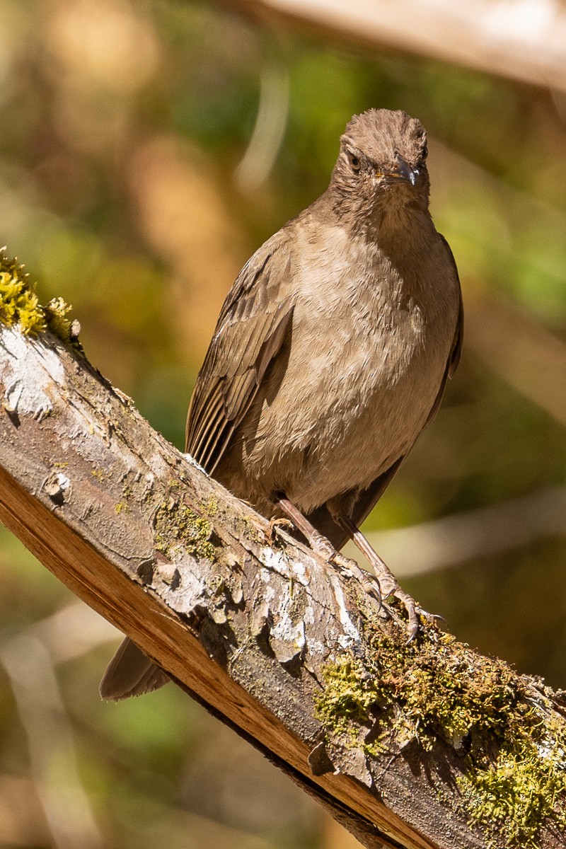 Clay-colored Thrush - ML616833941