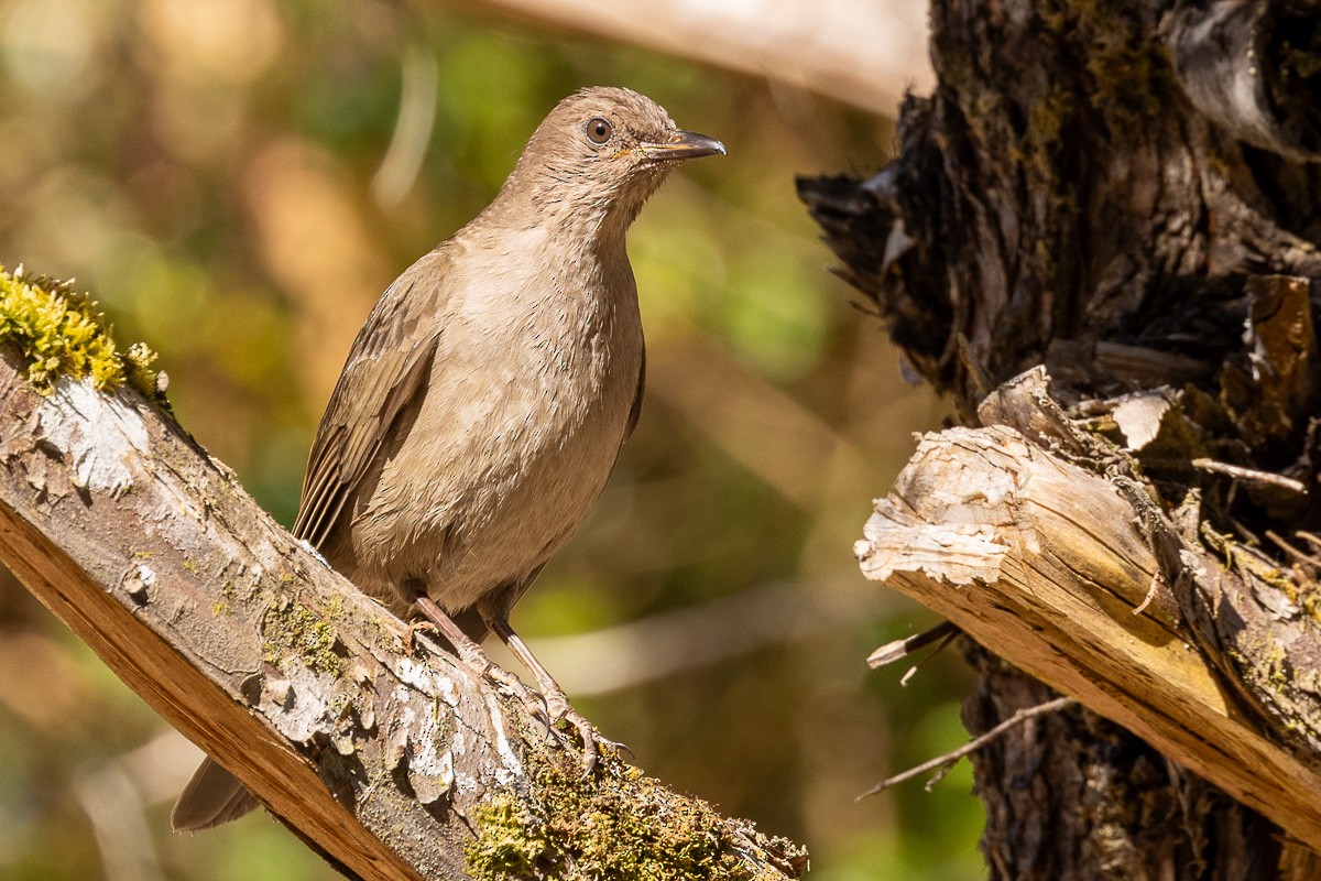 Clay-colored Thrush - ML616833942