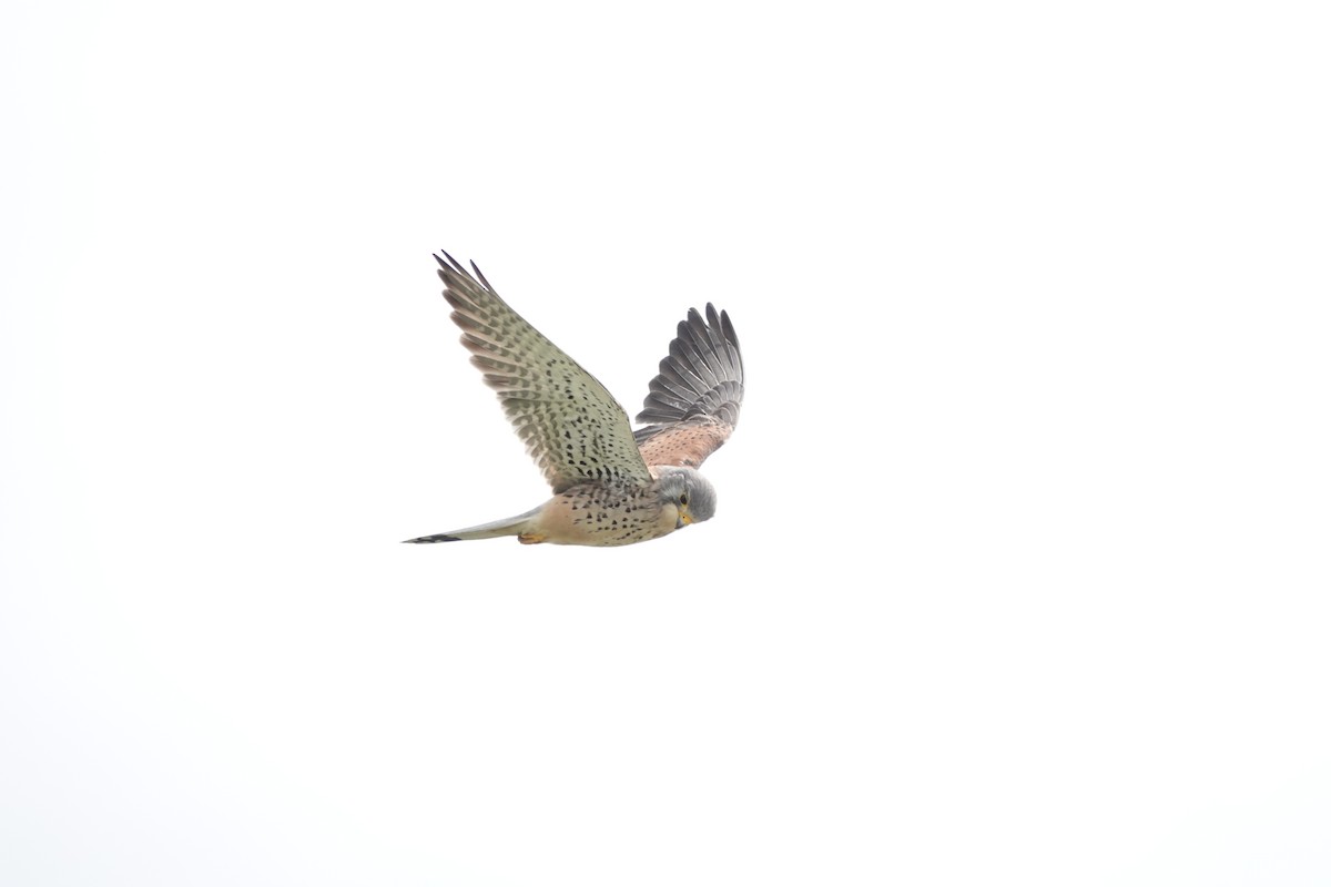 Eurasian Kestrel - ML616833952