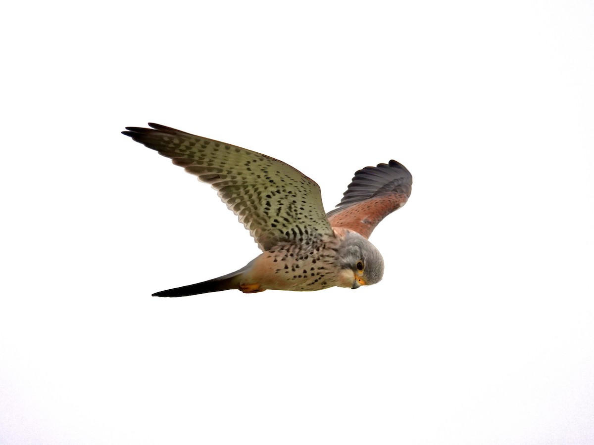 Eurasian Kestrel - ML616833953