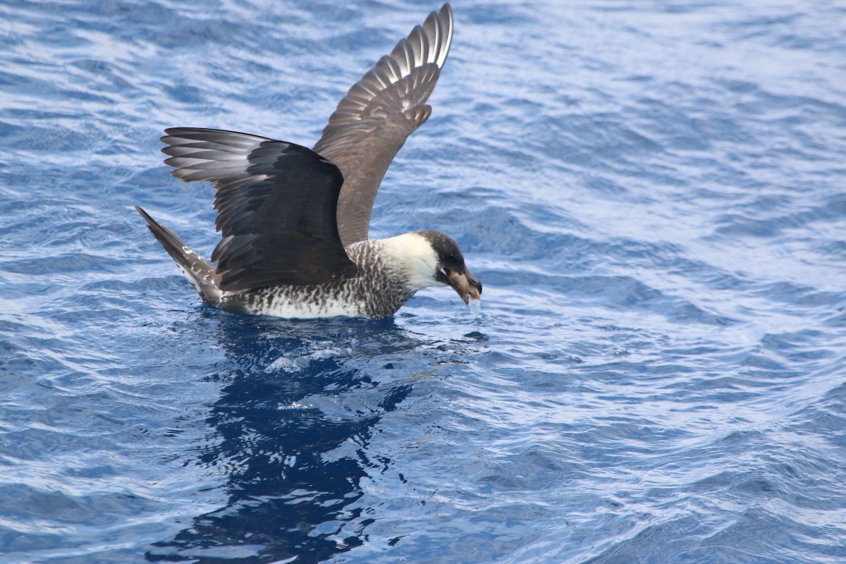 Pomarine Jaeger - ML616833980