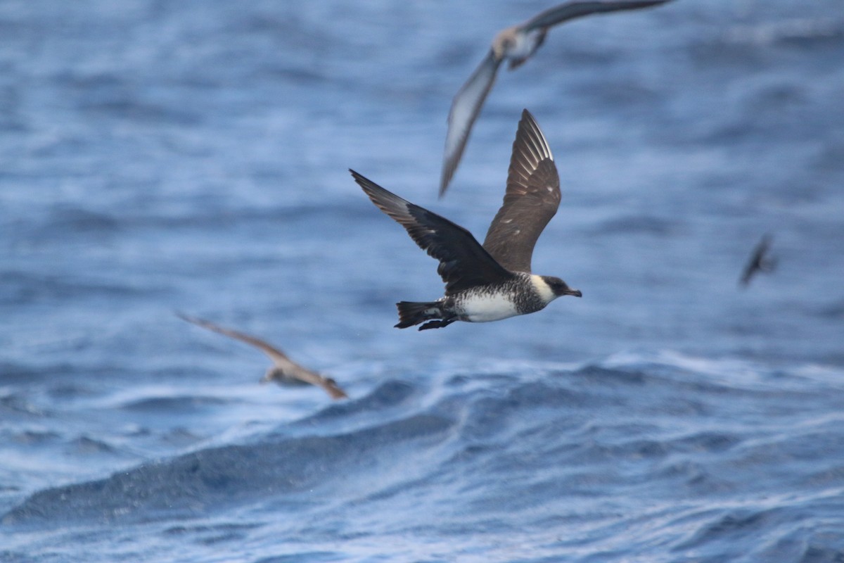 Pomarine Jaeger - Chloe Wilson