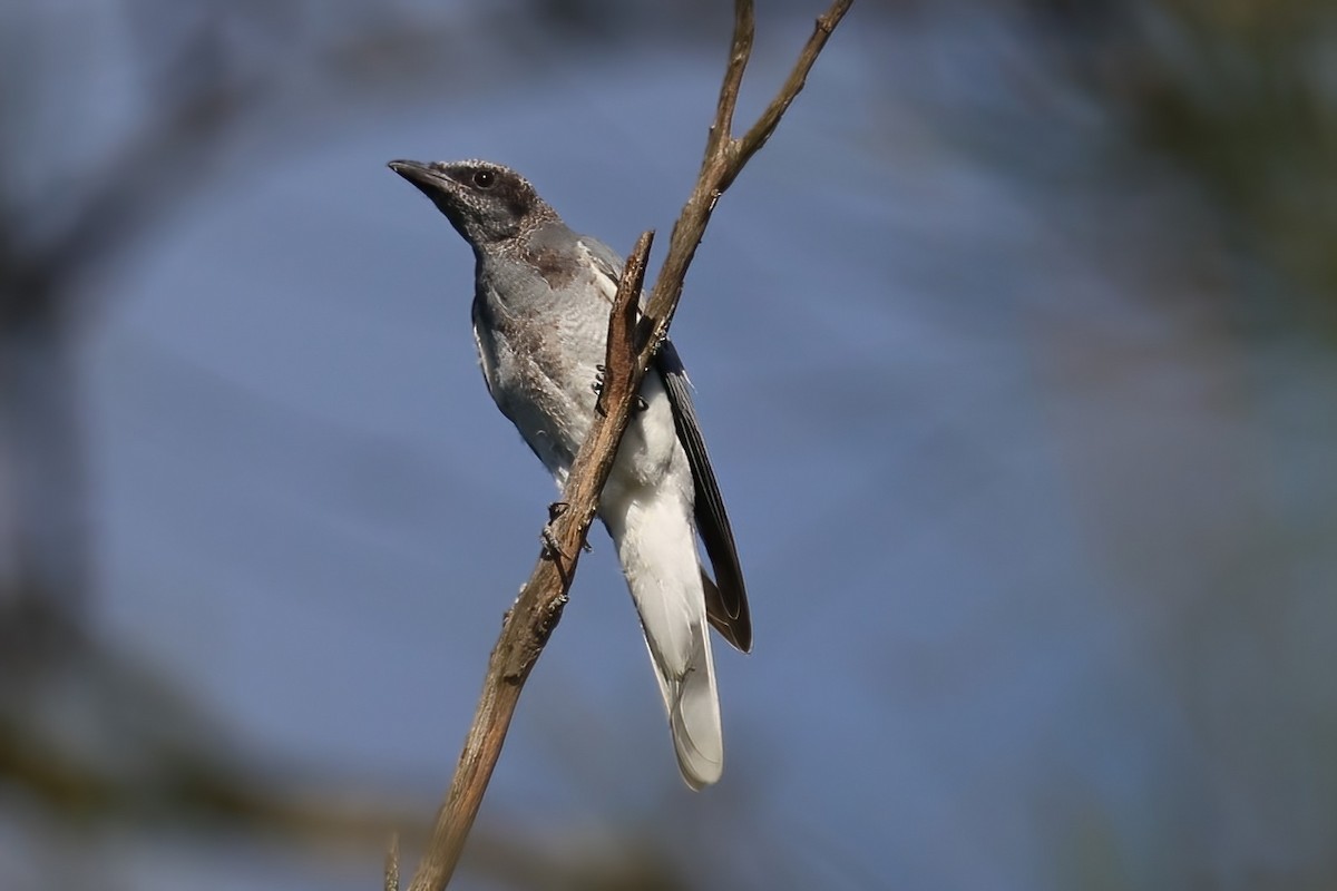 Black-faced Cuckooshrike - ML616833984