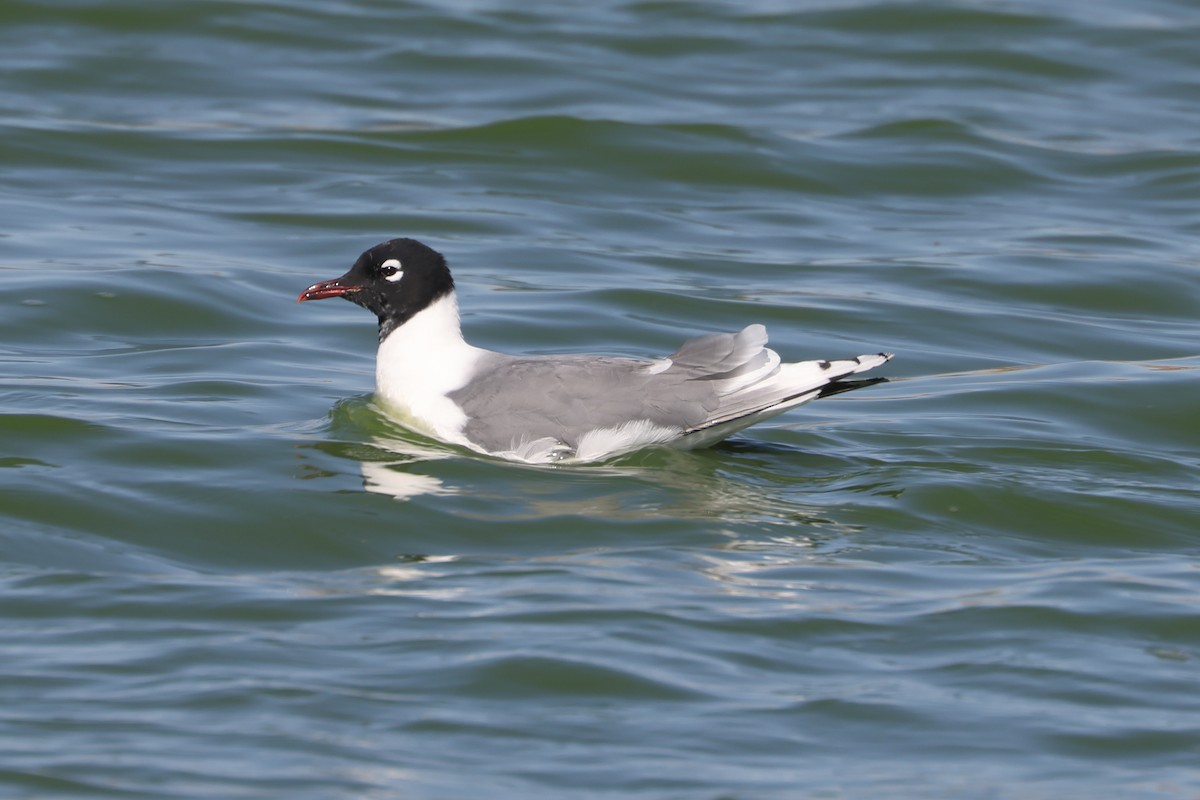 Franklin's Gull - ML616833998