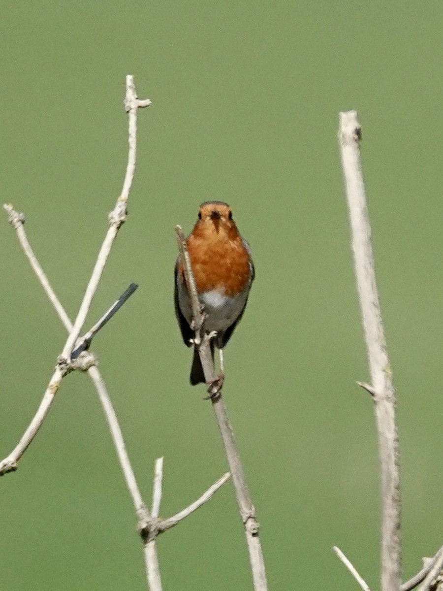 European Robin - ML616834010