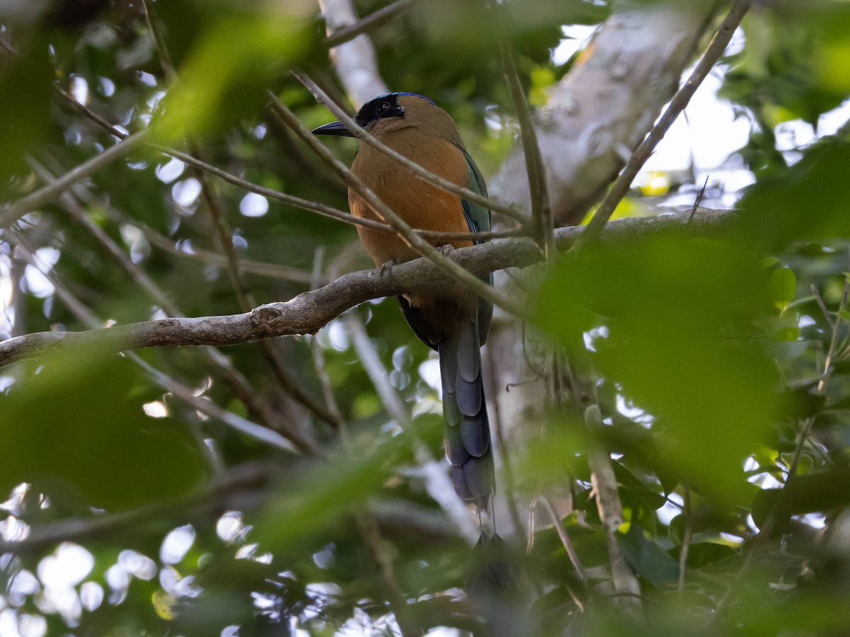 Whooping Motmot - David and Judy Smith