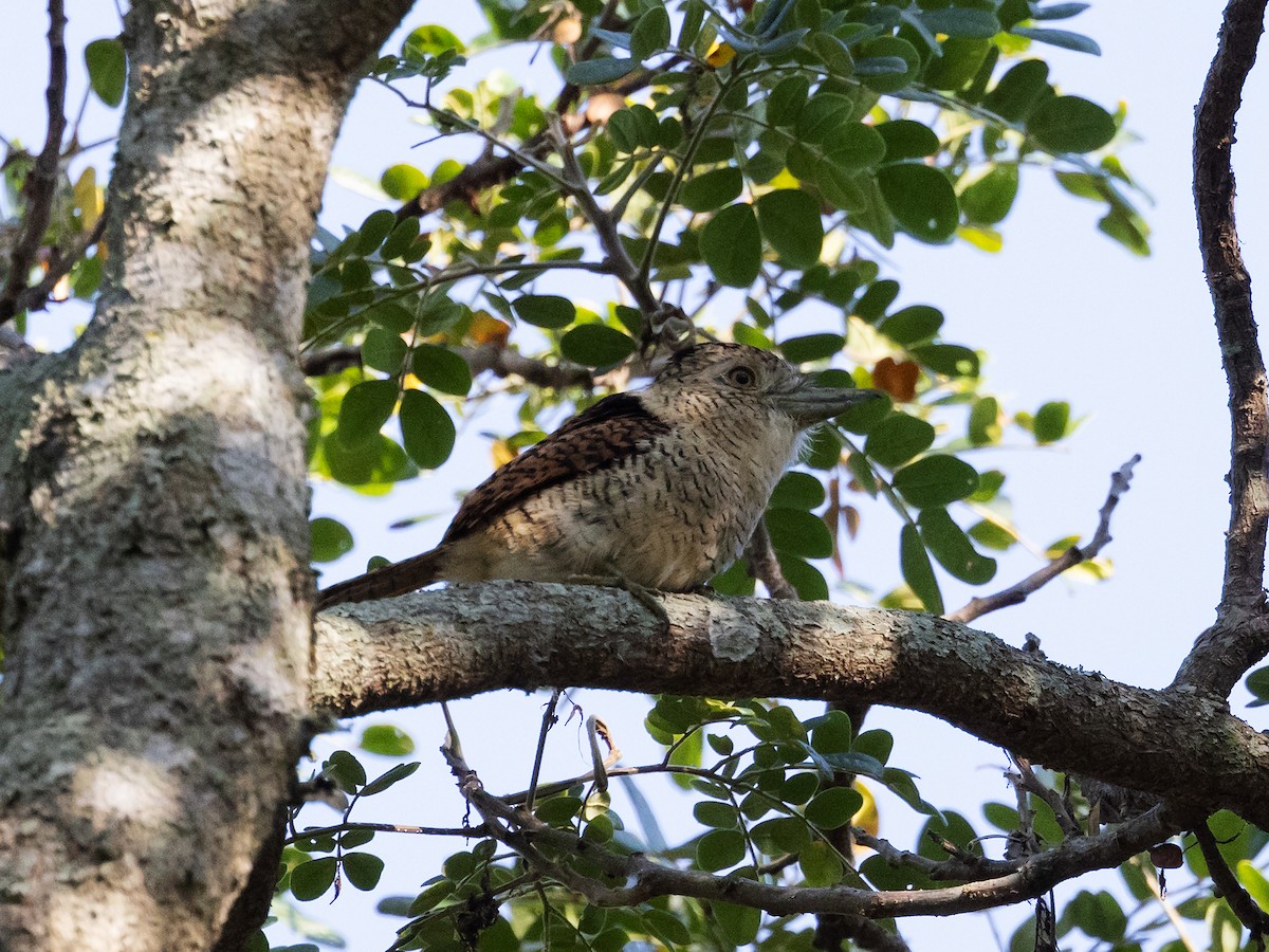 Barred Puffbird - ML616834022