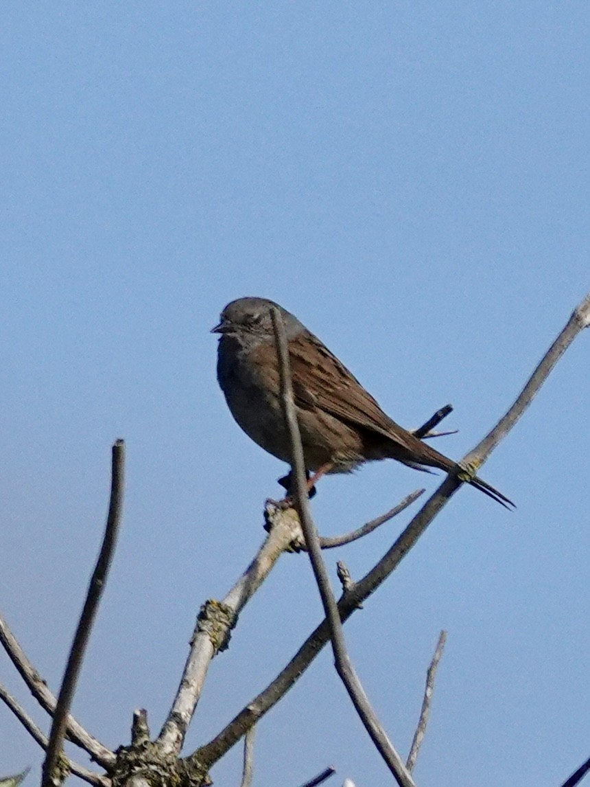 Dunnock - ML616834023