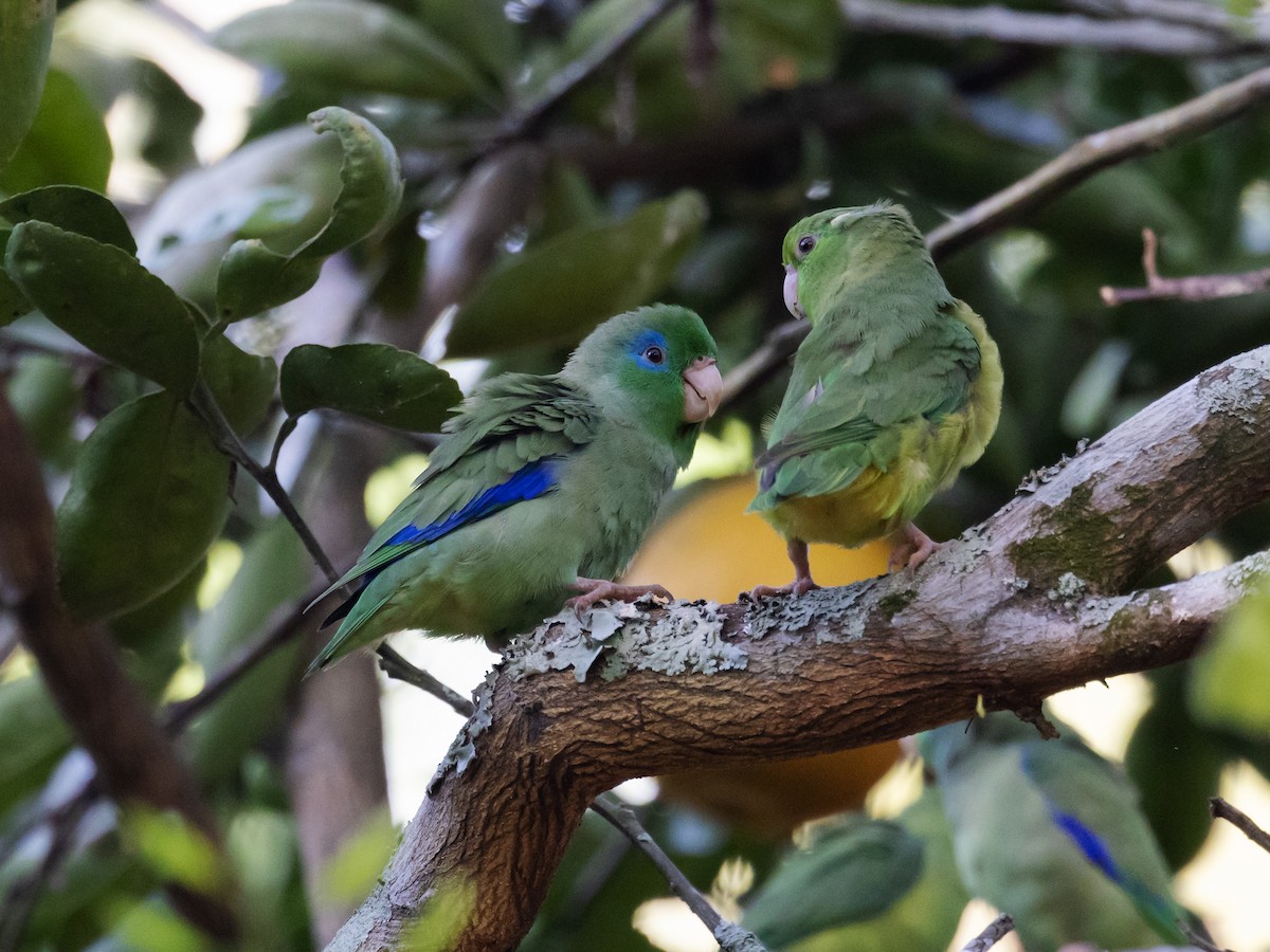 Spectacled Parrotlet - ML616834028