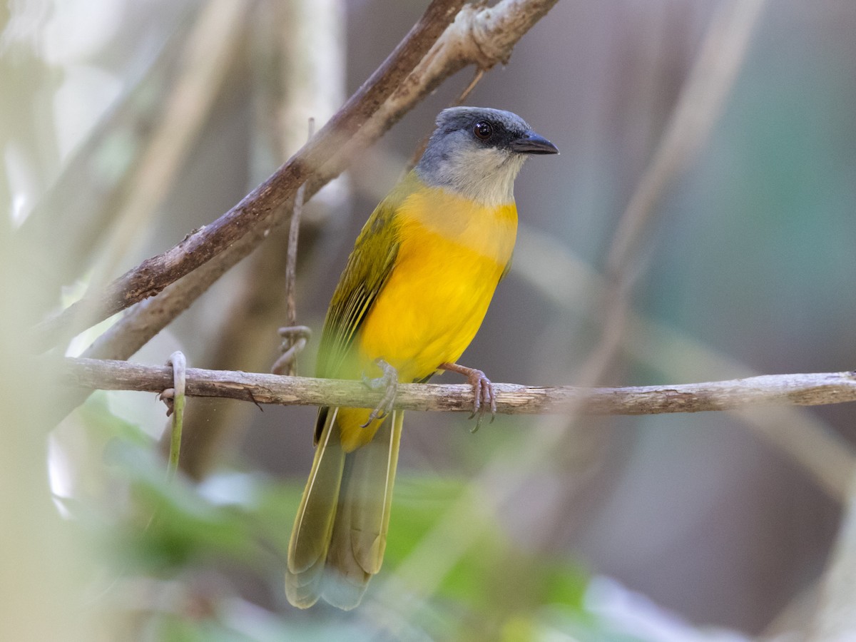 Gray-headed Tanager - ML616834048