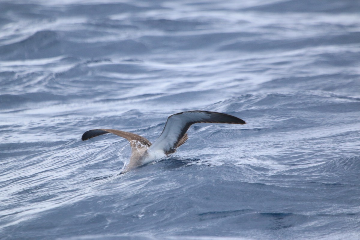 Cory's/Scopoli's Shearwater - ML616834057