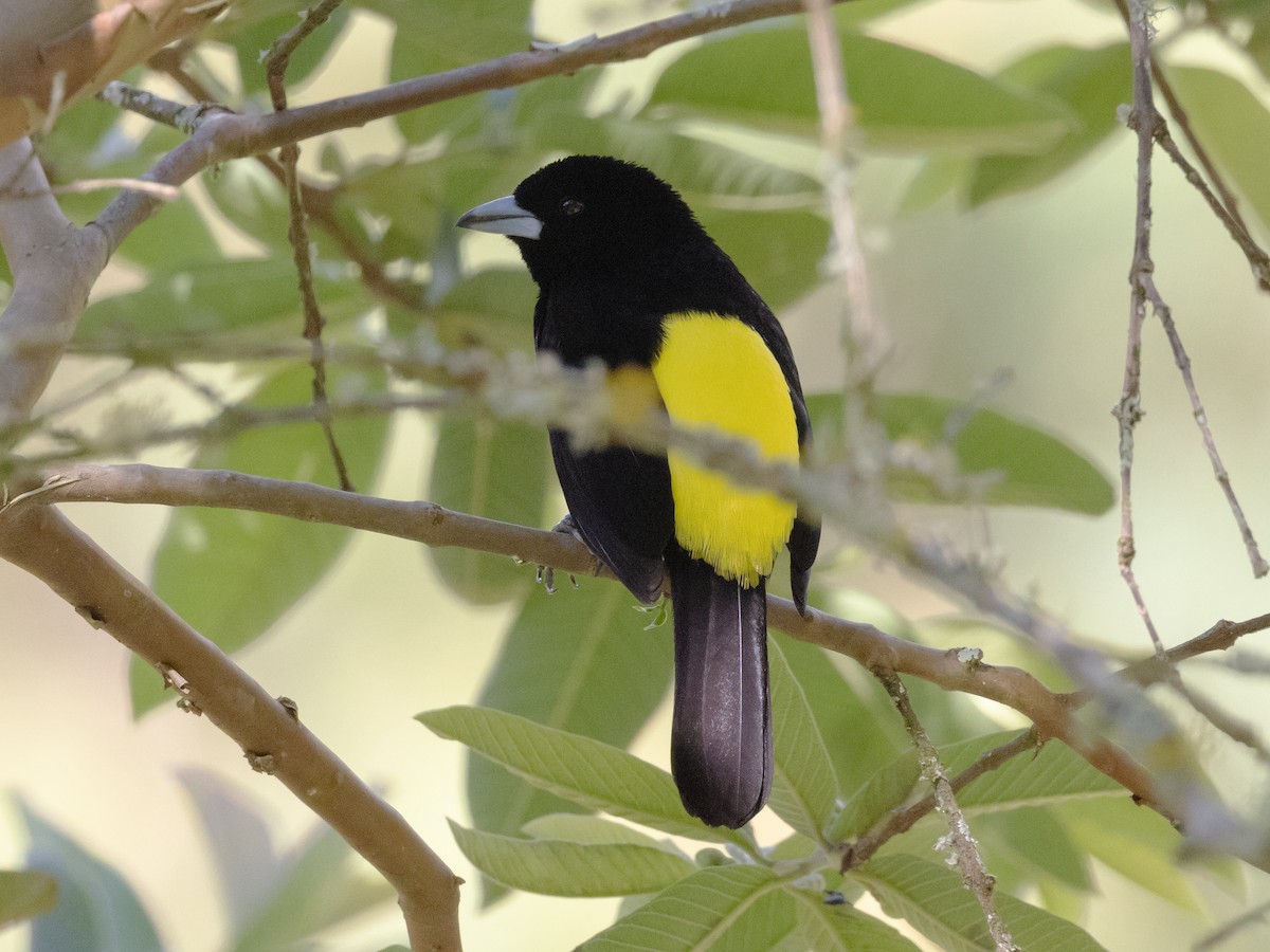 Flame-rumped Tanager (Lemon-rumped) - ML616834088
