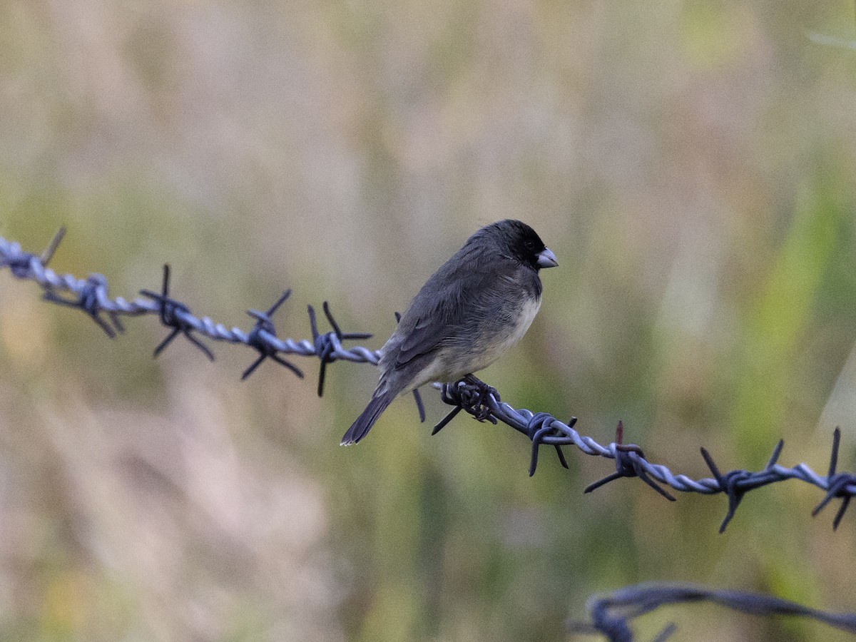 Yellow-bellied Seedeater - ML616834090