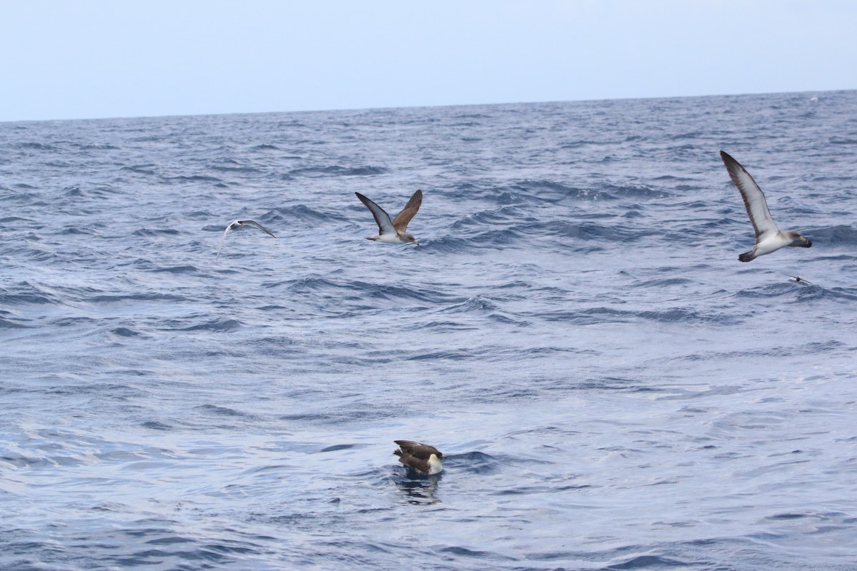 Pomarine Jaeger - ML616834091