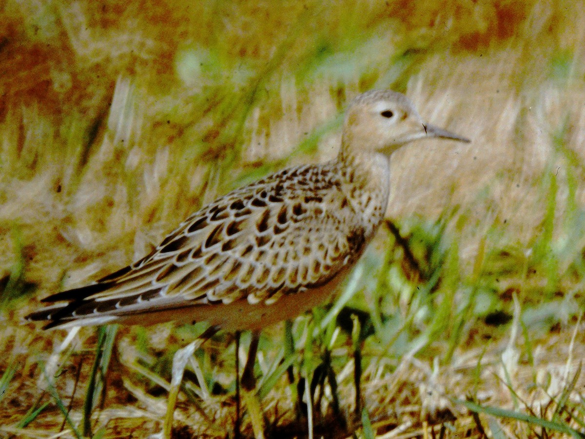 Buff-breasted Sandpiper - ML616834104