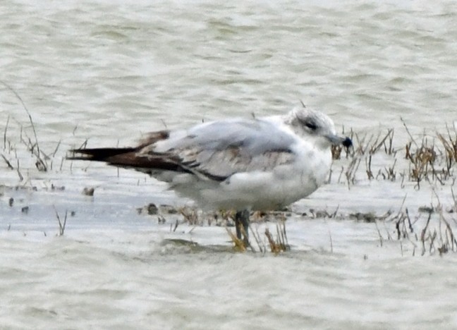 Ring-billed Gull - ML616834106