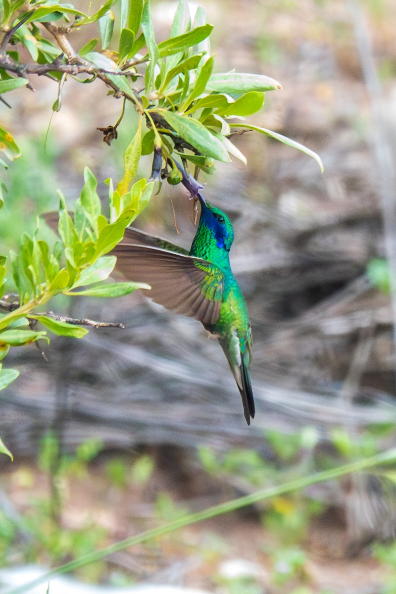 Colibrí Rutilante - ML616834129