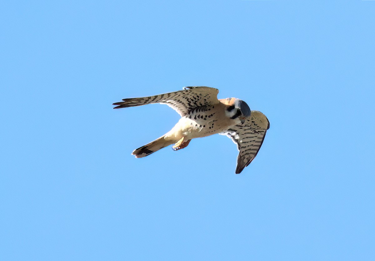 American Kestrel - ML616834160