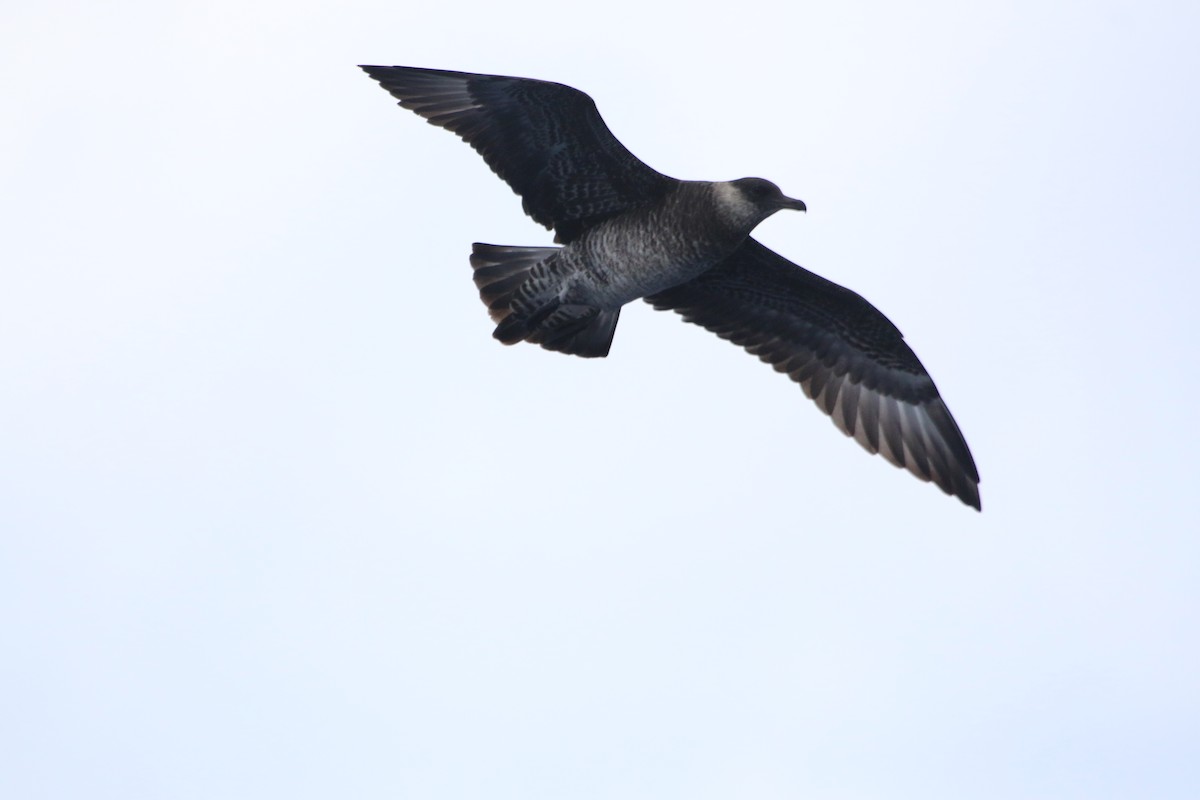 Pomarine Jaeger - ML616834162