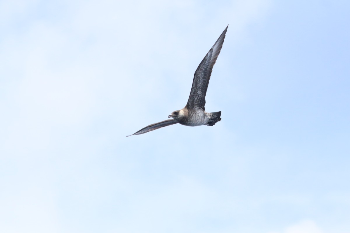 Pomarine Jaeger - ML616834164