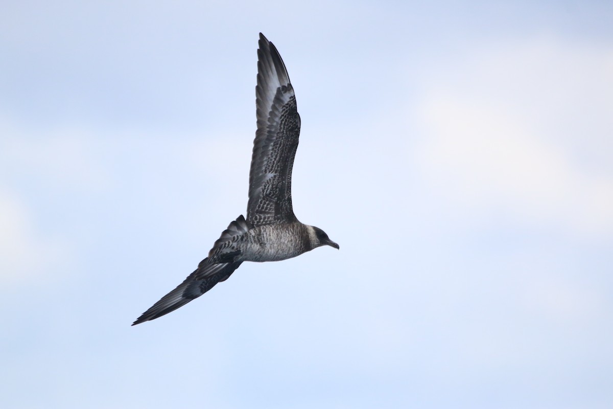 Pomarine Jaeger - ML616834169