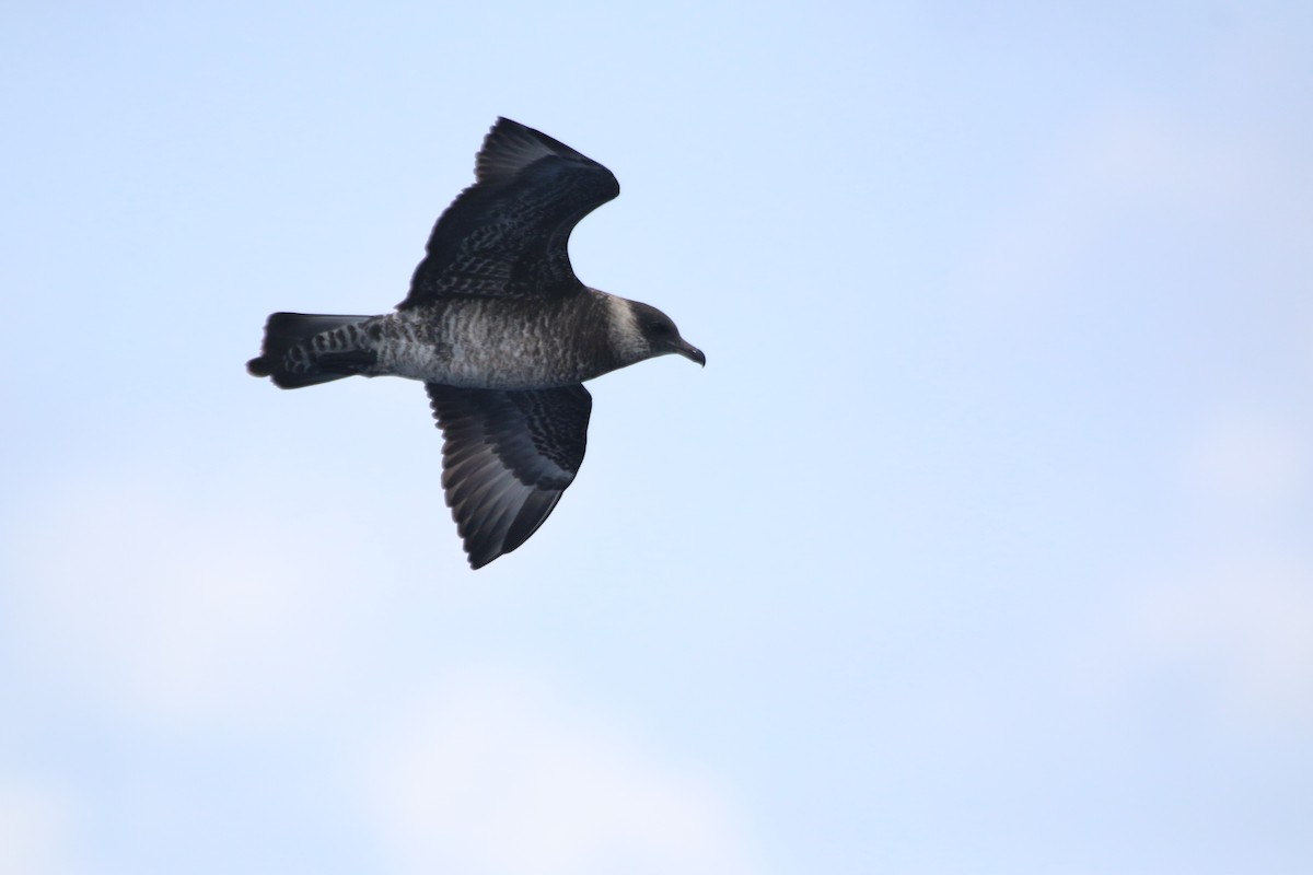 Pomarine Jaeger - ML616834170